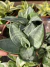 Mini Espada de São Jorge Variegata Cinza - Cuia 13