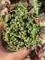Colar de Pérola Variegata - Pote 9 - comprar online