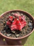 Gymnocalycium Mihanovichii Variegata 02 - Pote 9 - comprar online