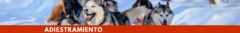 Banner de la categoría Adiestramiento