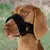 Bozal Lazo Nylon Perro Entrenamiento Adiestramiento L / XL - Distribuidora Market Plus