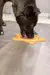 Alfombra De Lamer Antiestres Perro Trixie Estrella 23,5 cm - Distribuidora Market Plus