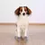 Medias Para Perros Base Antideslizante Trixie Algodon L - XL - comprar online