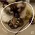 Hierba Gatera Catnip Ball Pelota Zootec Juguete Para Gatos - Distribuidora Market Plus