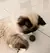 Hierba Gatera Catnip Ball Pelota Zootec Juguete Para Gatos - tienda online