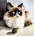 Hierba Gatera Catnip Ball Pelota Zootec Juguete Para Gatos