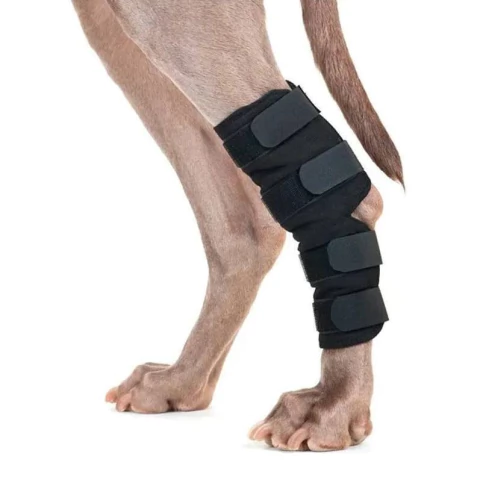 Protector De Tarso Para Perros Talle S Lorvet Neoprene Soporte Ortopédico
