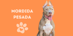 Banner da categoria Mordida Pesada