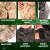Image of Gandola Tatica Assault Safo DIGITAL DESERT