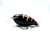 Don kb Tambaki Globito P/ Quebrada Pesca Dorado Bait - tienda online