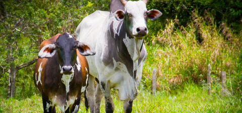 Banner da categoria Vitamina e Suplementos