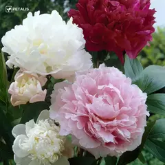 Semillas de flores Petalis para jardín 3X1  en internet