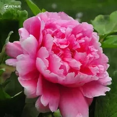 Imagen de Semillas de flores Petalis para jardín 3X1 