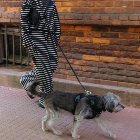 Riñonera + Correa + Collar - comprar online