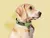 Collar para mascotas - comprar online
