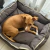 Perro de color marrón claro descansando en un moisés grande para mascotas de 70x85 cm color gris