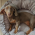 Perro de raza Dachshund acostado en una cama suave y reversible de 60cm.
