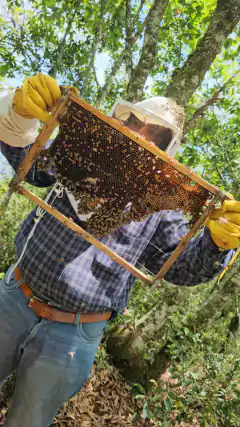 Apadrina una Abeja y Salva vidas - tienda en línea