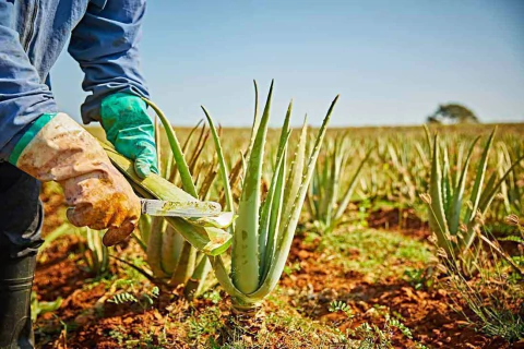 Vídeo de Forever Viver Verde