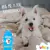 Shampoo Branqueador para Pet Cheiro de Blueberry 500 Ml Beeps - comprar online