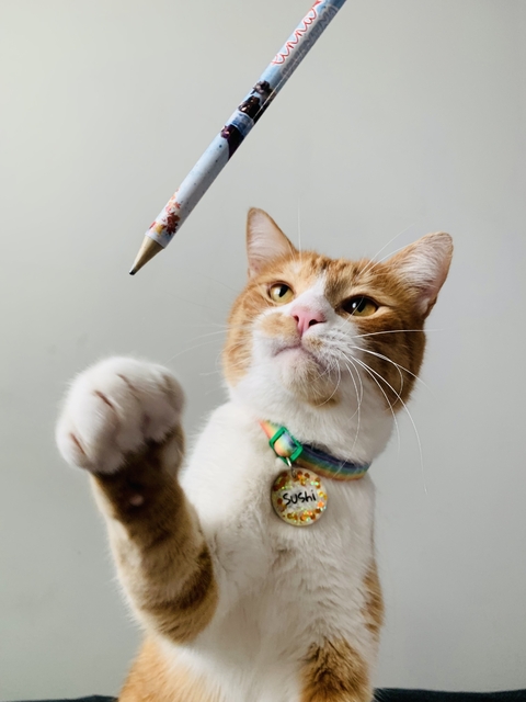 Plaquinha de Identificação - Pet - comprar online