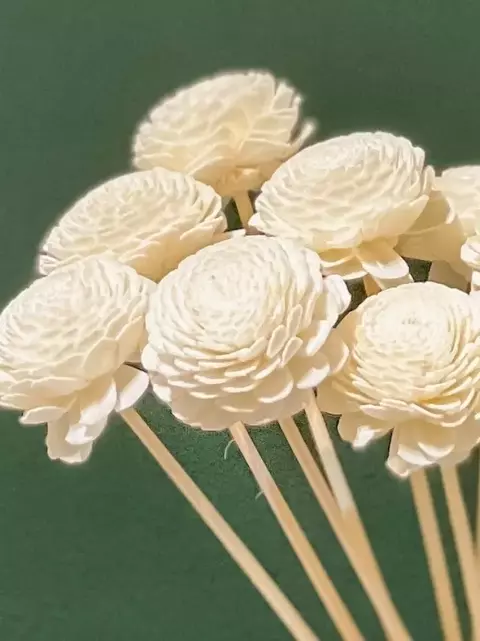 Ranúnculo (Sola Flower) - Desidratado
