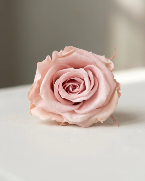Rosa Mediana Promo - Preservada