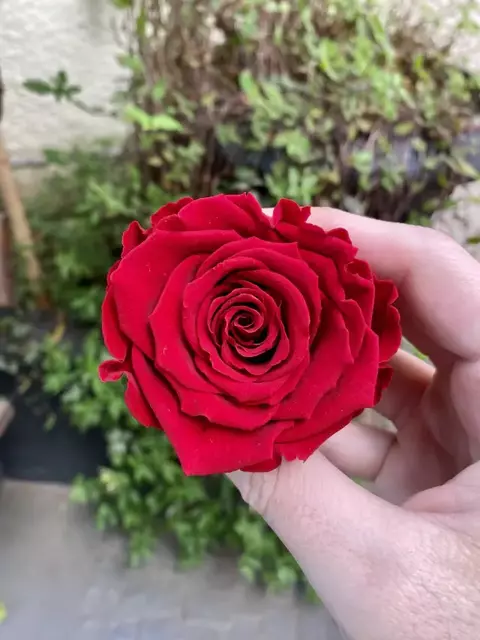 Rosa Standard - Preservada