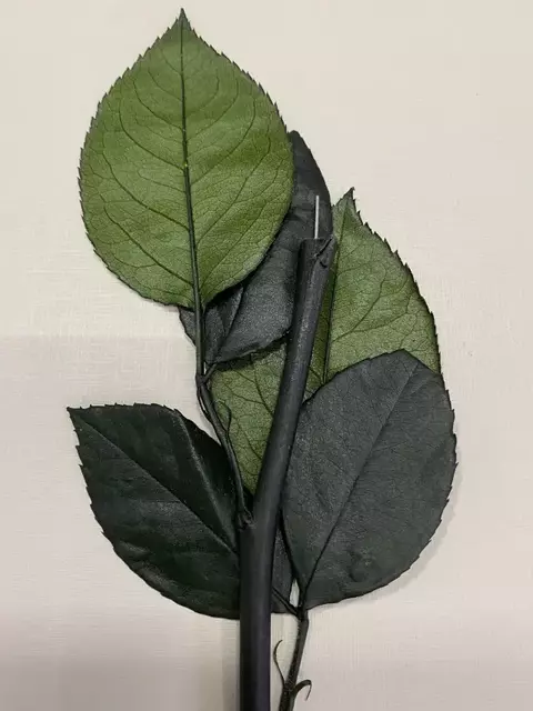 Cabo Floral - 20cm Preservado