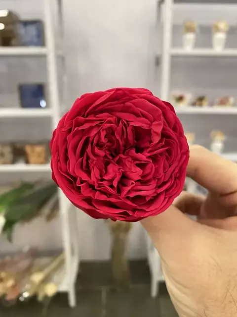 Garden Rose Premium - Preservada