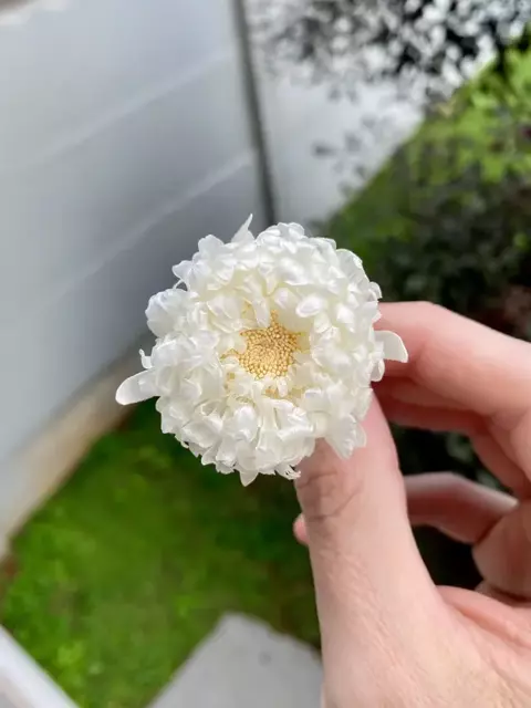 Áster Mini - Preservado
