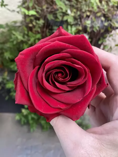 Rosa Premium - Preservada