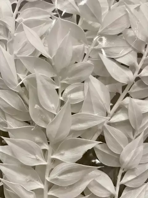 Ruscus Italiano - Preservado
