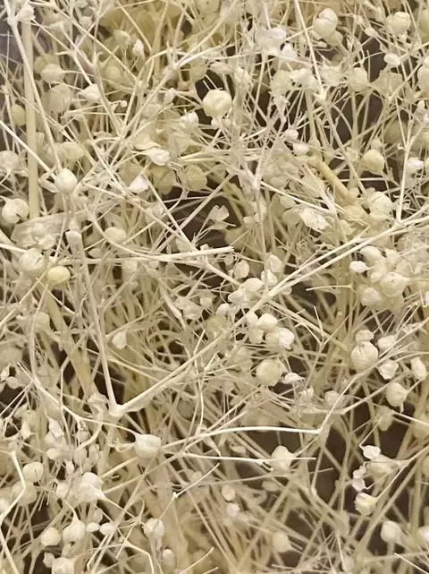 Million Stars (Mini Gypsophila) - Preservado