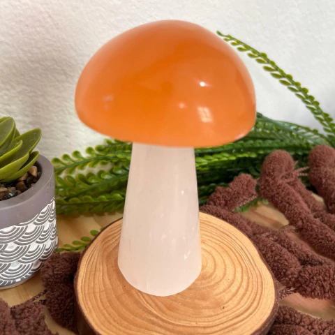 Cogumelo Selenita Branca e Laranja