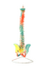 Modelo Anatômico de Coluna Vertebral Humana Flexível Colorida Tamanho Natural/Real com Pélvis - iDokters - iDokters 