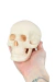 Modelo Anatômico de Crânio em Miniatura em 3 partes - comprar online