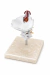 Modelo Anatômico de Coluna Humana Cervical Branca Tamanho Real c/ base - iDokters - comprar online
