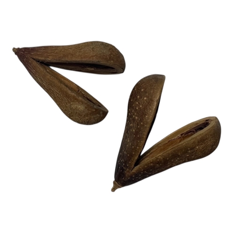 Opele Ifá - Fava Africana