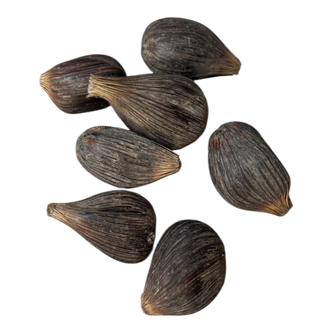 Ikin Ifa Africano 10 Unidades - Produto Original