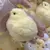 PINTINHO YOYO SQUISHY