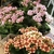 Kalanchoe em Vaso na internet