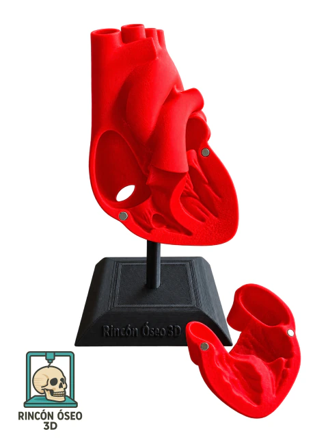 Corazón Anatómico