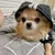 Moletom Pet com Capuz Adidog - comprar online