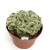 Cactus cerebro en internet