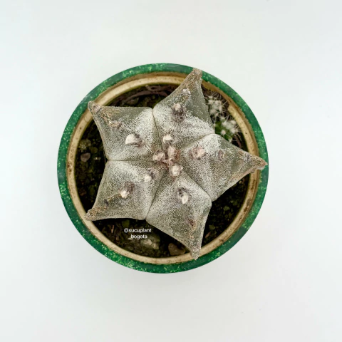 Astrophytum Myriostigma