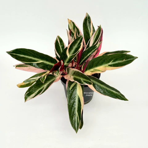 Calathea Triostar