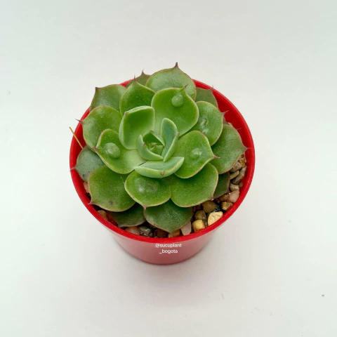 Echeveria Raindrops Hyb