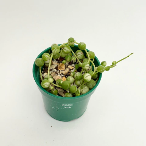 Senecio Rowleyanus Variegated