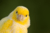 Aves Exóticas
